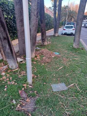 Zona Verde bajo palmeras altas-Imagen actual